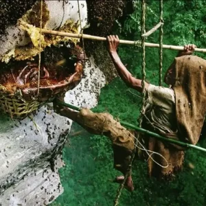 Mad Honey-भीर मौरीको मह
